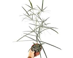 Image result for Cynanchum ledermannii