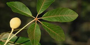 Image result for Schinziophyton rautanenii