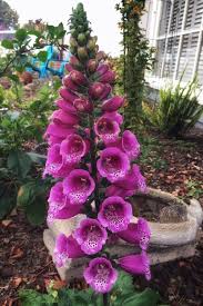 Image result for Digitalis purpurea