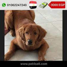مصر القاهرة بيور جولدن ريتريفر للبيع ٦ شهور كامل التطعيمات سلاله عاليه سلاله دياموند تمت ولادته من كل golden retriever puppy golden retriever retriever puppy