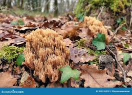 Image result for Ramaria stricta