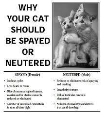 These routine surgeries typically cost up to 200 depending on the vet and the facility. Spay And Neuter Almost Home Adoptions For Rescued Cats
