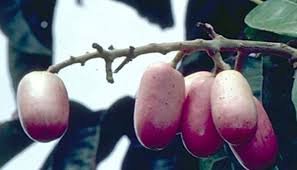 Ini alasan mengapa emoji buah persik dan terong dianggap seksual. 10 Buah Paling Aneh Unik Dan Tak Terduga Yang Pernah Ada Tentik