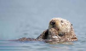 It helps business people, journalists, and students to be more focused, collaborative, and efficient in meetings, interviews, lectures, and wherever important. Sea Otter Defenders Of Wildlife