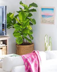Living rooms also offer good light conditions, making them a good choice for most plants. Our Top 6 Picks For Modern Indoor Houseplants Dalla Vita