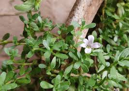 Image result for Bacopa hamiltoniana