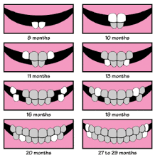 Baby Teeth Chart Baby Tooth Chart Baby Development