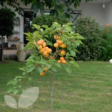 After the hole is finished, loosen the soil in the planting hole so the roots can break through easily. Apricot Compacta Compact Dwarf Apricot Trees