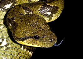 Image result for Salacia madagascariensis