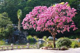 Image result for Handroanthus impetiginosus