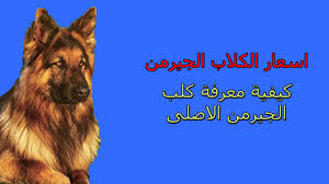 اسعار الكلاب الجيرمن 2019 كيفية معرفة كلب الجيرمن الاصلى movie posters poster movies