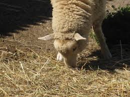 Deer farm and petting zoo — grand canyon deer farm. Animal Farm Petting Zoo Manorville Ny 11949