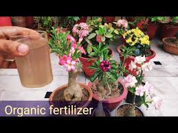 The concept of organic fertilizer can be a little murky to even the seasoned gardener. Best Fertilizer For Adenium Plant How To Get More Flowers On Adenium Organic Homemade Fertilizer Youtube