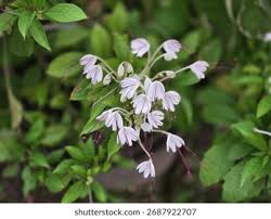 Image result for Clerodendrum incisum