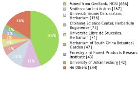 Image result for Diospyros consolatae