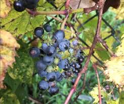 Image result for Vitis sp.