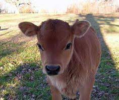 290 Mini-cattle Breeds 1 Ideas Cattle Breeds Zebu
