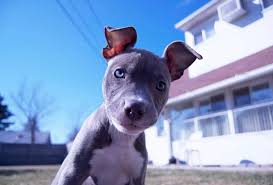 Blue Eyed Pitbull Explained With Pictures Pawleaks