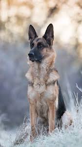 Check spelling or type a new query. German Shepherd Wallpaper Iphone Android Mobile Great Love Art