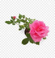 Cartoon flower, bunga, symmetry, magenta png 600x594px 51.42kb. Bunga Mawar Pink Png Garden Roses Clipart 3824940 Pikpng
