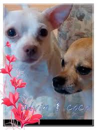 Why buy a chihuahua puppy for sale if you can adopt and save a life? J And D S Chihuahuas Home Facebook