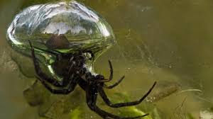 They would only be seen on the land surface to replenish their oxygen supply. Can Spiders Swim Underwater Animals Of The World Spider