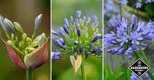 How To Grow Agapanthus Flowers African Lily Lily Of The Nile Star Of Bethlehem Gardening Channel African Lily Star Of Bethlehem Agapanthus
