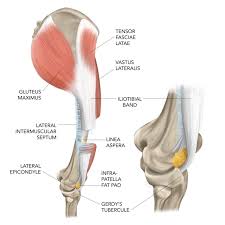 Image result for Patella aspera