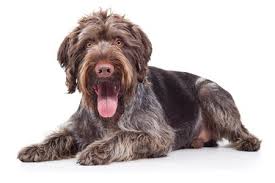 Our goal is to provide you the best possible service when choosing a puppy that fits you. Top 10 Breeds For Ringnecks