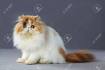 Persian Kittens For Sale-Red Persian kittens-Tortie ...