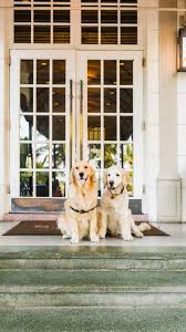 Dogs Welcome | The Betsy Hotel