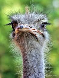 Pin By Kozan On Bird Watching Ostriches Animals Beautiful Big Bird