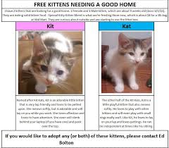 Free kittens in augusta on yp.com. Free Kittens In Waverly Oh Need A Good Home Pm Me To Adopt Imgur