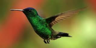 Penjelasan lengkap seputar burung elang. Inilah 7 Burung Tercantik Di Dunia Merdeka Com