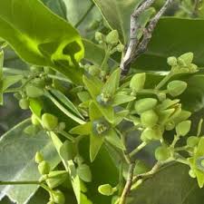 Image result for Hippocratea africana