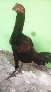 Sabung ayam peru ialah tipe ayam yang banyak di miliki demi kepentingan adu ayam. Jual Ayam Aduan Pakoy Ori X Babon Ganoi Vietnam Facebook