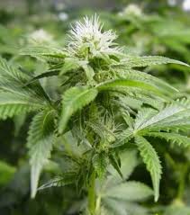The flowering stage of the cannabis plant is one of the most important phases because it determines the end of product of your hard work. White Widow Strain Information Cannaconnection Com