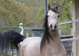 Here is a mare that will add that 'something' to your program! Purebred Arabian For Sale Ehorses Com