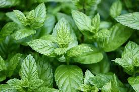 La menthe poivrée est une plante vivace, généralement glabre avec des tiges rougeâtres jusqu'à 90 cm de haut et des fleurs rose lilas dans des inflorescences terminales denses et allongées. Comment Profiter De La Menthe Efficacement Dans Une Cure Minceur