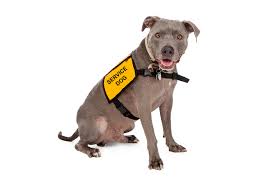 How do you make your dog a service dog. How To Make Your Dog A Service Dog Pet Comments