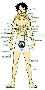 Jinbe was carrying luffy after he lost conscience after ace died and akainu attacked jinbe. Luffy S Scars Until Now Onepiece