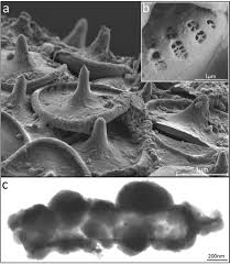 Taxa auto poate fi recuperată , după ce monitorul oficial a publicat modelul de cerere necesar. Biosilica As A Source For Inspiration In Biological Materials Science