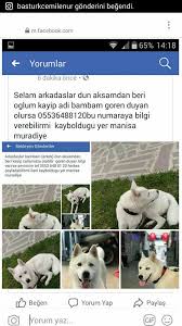 Manisa Muradiye De Kaybolan Oglumuz Manisa Ucretsiz Kedi Kopek Sahiplendirme Yardim Facebook