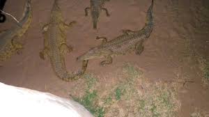 Formulaire obligatoire (article 53 a du code général des impôts). Galana Crocodile Camp Kenya Tsavo National Park East Tarifs 2021 Mis A Jour Et Avis Chalet Tripadvisor