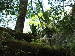 Image result for Cyrtorchis neglecta