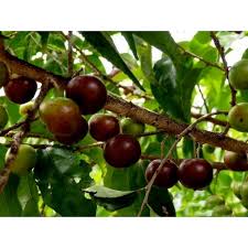 Image result for Flacourtia indica