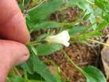 Image result for Monsonia glauca