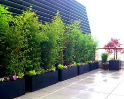 Planter Des Bambous Dans Son Jardin Quelle Bonne Idee Bamboo Landscape Privacy Landscaping Privacy Plants
