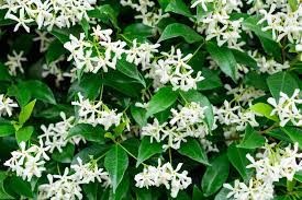 Partial shade to full shade. The 7 Best Climbing Plants For Shade Horticulture Co Uk