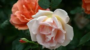 A red rose is an unmistakable expression of love. Sacred Roses The Spiritual Symbolism Of Roses